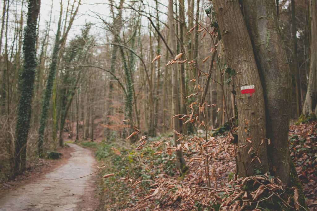 Explore a serene forest trail in Wallonia, Belgium, perfect for nature walks and hiking.